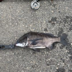 ヘチ釣り　チヌ