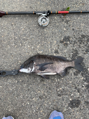 ヘチ釣り　チヌ