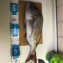 カゴ釣りでタイ!