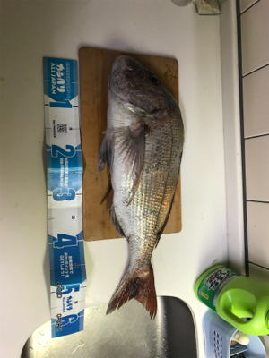 カゴ釣りでタイ!