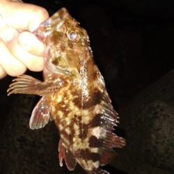 本日のお試しは、イカの塩辛！