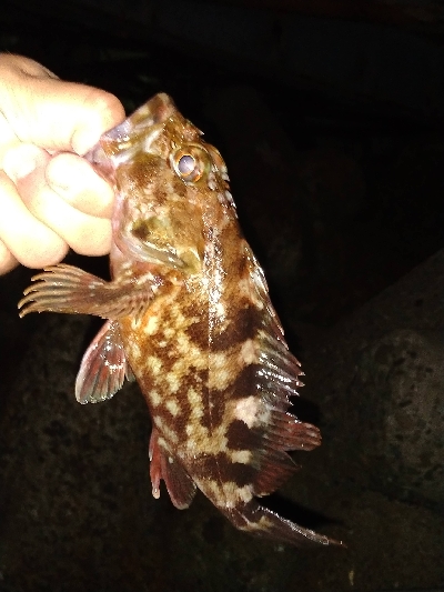 本日のお試しは、イカの塩辛！