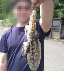 エサ巻きエギングで巨大なコウイカ