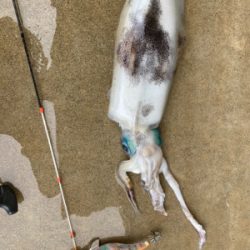 カヤックでティップランエギングにアラカブ