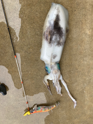 カヤックでティップランエギングにアラカブ