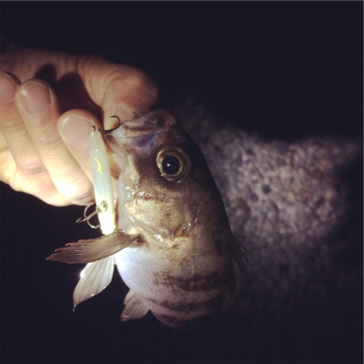 梅雨メバルいい感じです