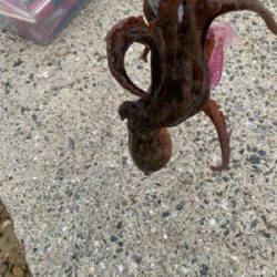 アジ・メバル・タコと満足釣行♪