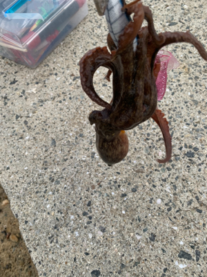 アジ・メバル・タコと満足釣行♪