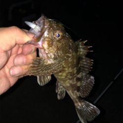 たまには癒されに行こう