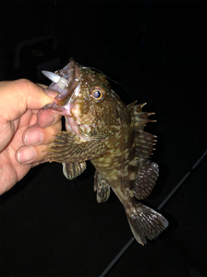 たまには癒されに行こう