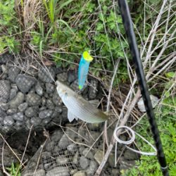 荒川　デイシーバス