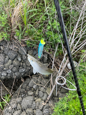 荒川　デイシーバス