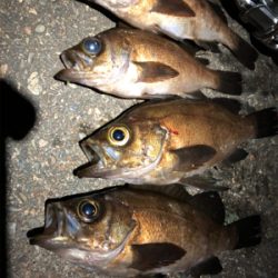 サバから逃げながらのメバリング