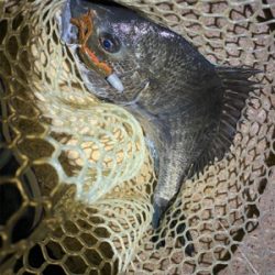 淀川ブリームゲーム