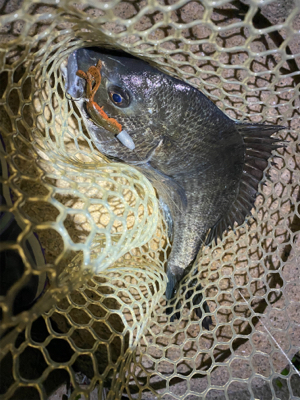 淀川ブリームゲーム