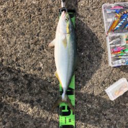 ブリを求めて三千里