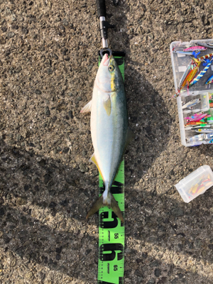 ブリを求めて三千里