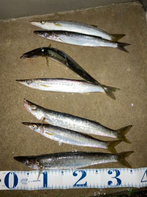 35センチのカマスが爆釣！！