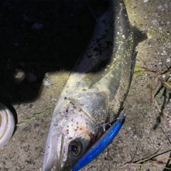 シーバスの聖地?