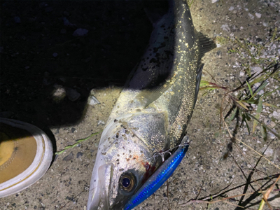 シーバスの聖地?