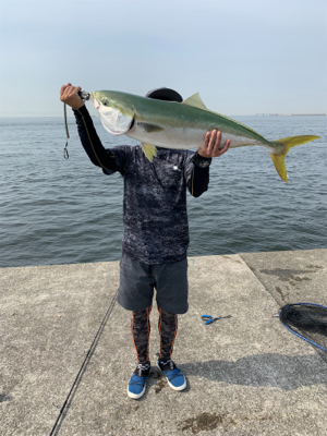 メーターサワラ、ブリ