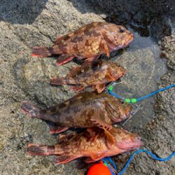 ガシラ自己記録更新尺over30.5cm