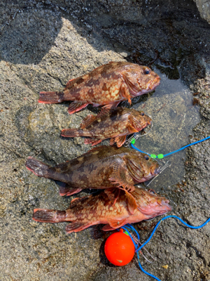 ガシラ自己記録更新尺over30.5cm