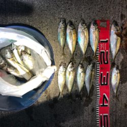 アジ釣れてますよ〜