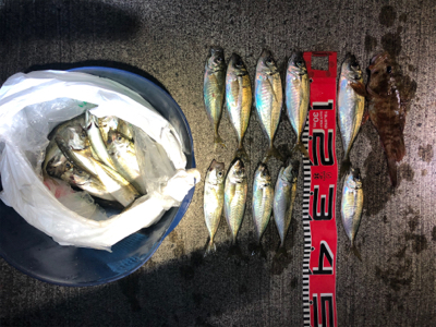 アジ釣れてますよ〜
