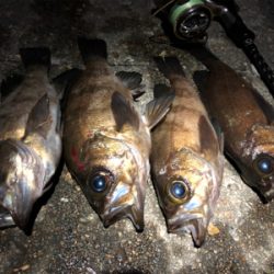 メバリングでダイエット