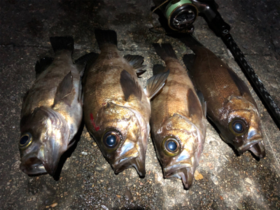 メバリングでダイエット