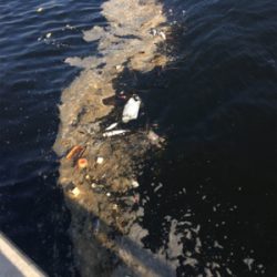 新子マダコ低活性、中々と手強い今朝。。