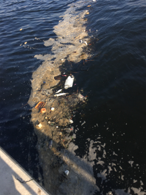 新子マダコ低活性、中々と手強い今朝。。