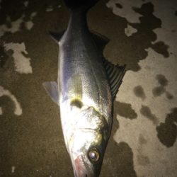 サイズが伸びない(>_<)