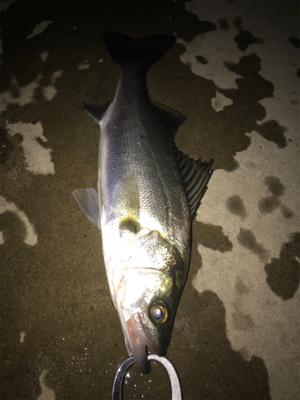 サイズが伸びない(>_<)