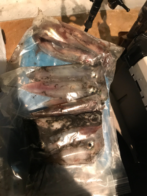 昼から夜のイカまで