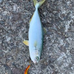 デイライトゲーム