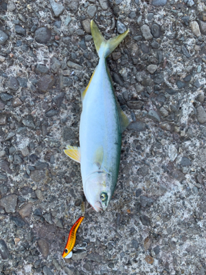 デイライトゲーム