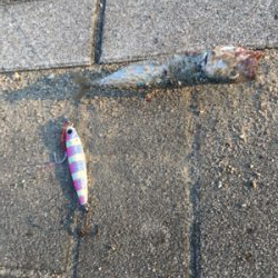 朝イチは豆サバだらけ。タコは成長途上中。。。