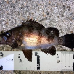 アジも釣れました