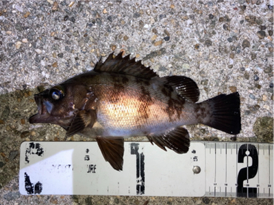 アジも釣れました