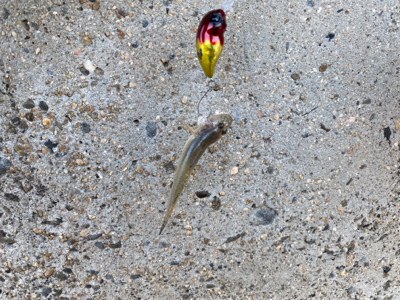 ハゼクラデビュー