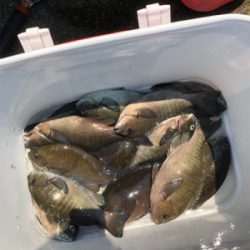 グレフカセ釣り