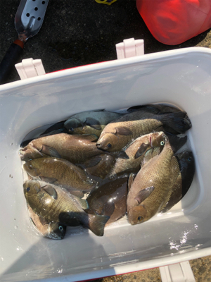 グレフカセ釣り