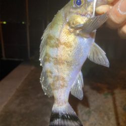 メバルでリベンジ！