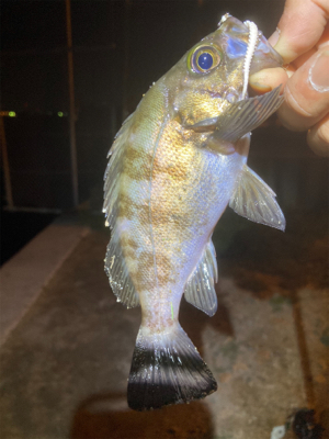 メバルでリベンジ！