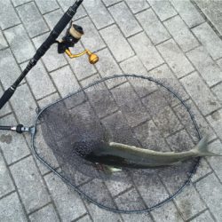 鋼の心燃やし続け鰤93cm。。