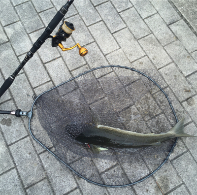 鋼の心燃やし続け鰤93cm。。