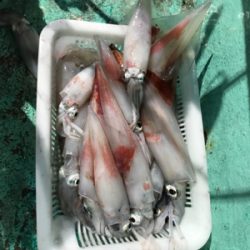 またまた潮早い