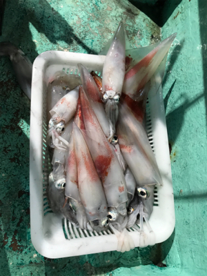 またまた潮早い